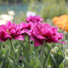 Tulipán plnokvětý raný 'Showcase' - Tulipa Double Early 'Showcase'