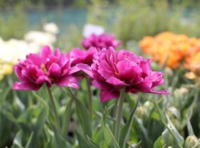 Tulipán plnokvětý raný 'Showcase' - Tulipa Double Early 'Showcase'