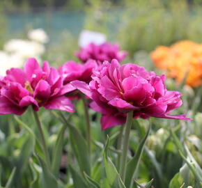 Tulipán plnokvětý raný 'Showcase' - Tulipa Double Early 'Showcase'