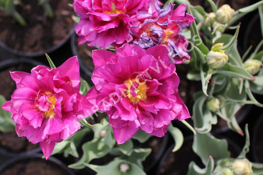 Tulipán plnokvětý raný 'Showcase' - Tulipa Double Early 'Showcase'