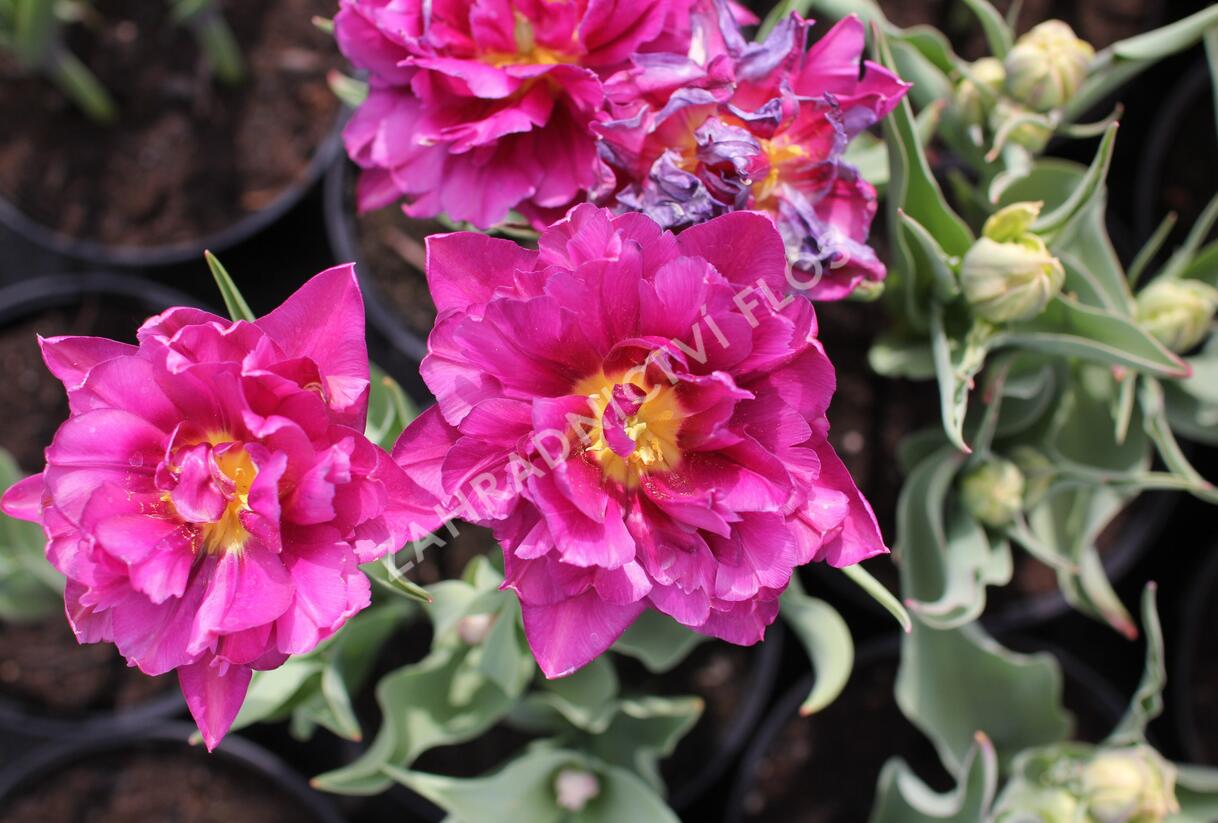 Tulipán plnokvětý raný 'Showcase' - Tulipa Double Early 'Showcase'