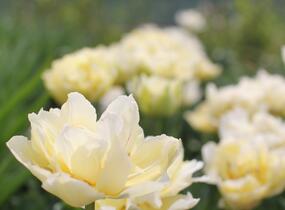 Tulipán plnokvětý raný 'Verona' - Tulipa Double Early 'Verona'