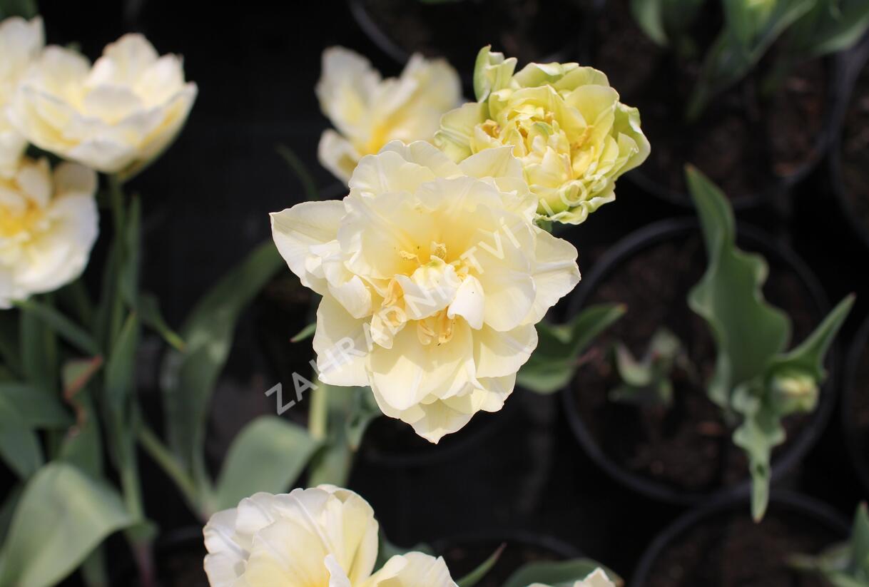 Tulipán plnokvětý raný 'Verona' - Tulipa Double Early 'Verona'