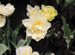 Tulipán plnokvětý raný 'Verona' - Tulipa Double Early 'Verona'