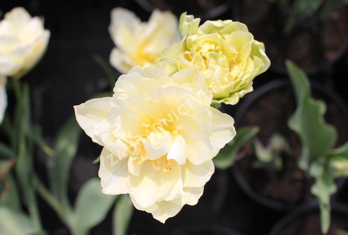 Tulipán plnokvětý raný 'Verona' - Tulipa Double Early 'Verona'