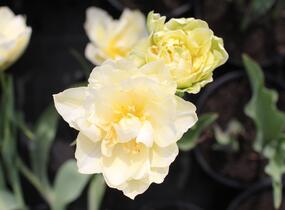 Tulipán plnokvětý raný 'Verona' - Tulipa Double Early 'Verona'