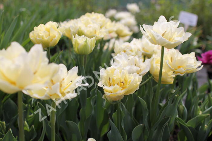Tulipán plnokvětý raný 'Verona' - Tulipa Double Early 'Verona'