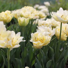 Tulipán plnokvětý raný 'Verona' - Tulipa Double Early 'Verona'