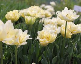 Tulipán plnokvětý raný 'Verona'