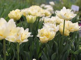 Tulipán plnokvětý raný 'Verona' - Tulipa Double Early 'Verona'