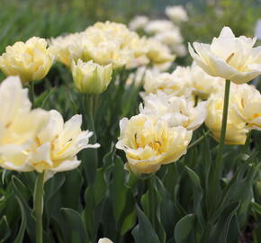 Tulipán plnokvětý raný 'Verona' - Tulipa Double Early 'Verona'