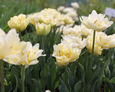 Tulipán plnokvětý raný 'Verona'