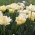 Tulipa Double Early 'Verona'.JPG