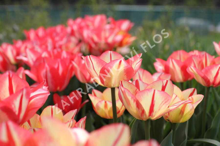 Tulipán Triumph 'Spryng Break' - Tulipa Triumph 'Spryng Break'