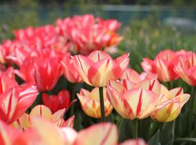 Tulipán Triumph 'Spryng Break' - Tulipa Triumph 'Spryng Break'