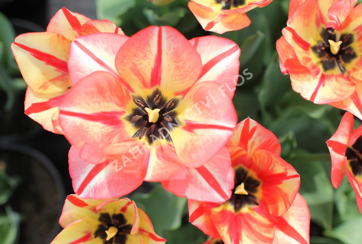 Tulipán Triumph 'Spryng Break' - Tulipa Triumph 'Spryng Break'
