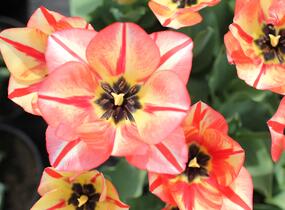 Tulipán Triumph 'Spryng Break' - Tulipa Triumph 'Spryng Break'