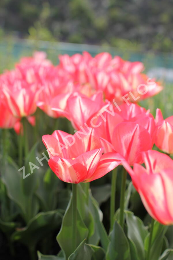 Tulipán Triumph 'Spryng Break' - Tulipa Triumph 'Spryng Break'
