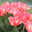 Tulipán Triumph 'Spryng Break' - Tulipa Triumph 'Spryng Break'