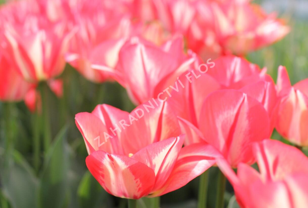 Tulipán Triumph 'Spryng Break' - Tulipa Triumph 'Spryng Break'