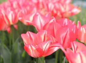 Tulipán Triumph 'Spryng Break' - Tulipa Triumph 'Spryng Break'