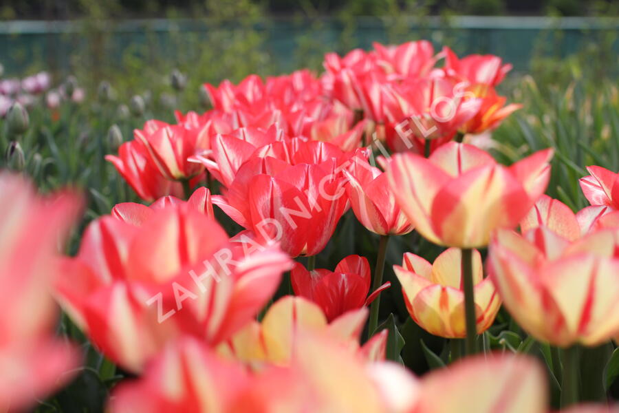 Tulipán Triumph 'Spryng Break' - Tulipa Triumph 'Spryng Break'