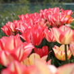 Tulipán Triumph 'Spryng Break' - Tulipa Triumph 'Spryng Break'
