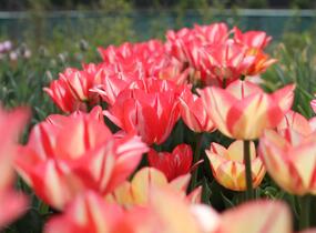 Tulipán Triumph 'Spryng Break' - Tulipa Triumph 'Spryng Break'