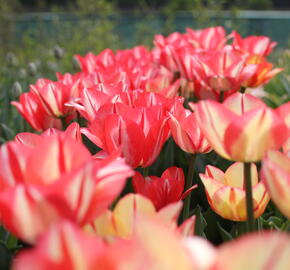 Tulipán Triumph 'Spryng Break' - Tulipa Triumph 'Spryng Break'