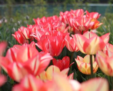 Tulipán Triumph 'Spryng Break'