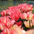 Tulipa Triumph 'Spryng Break'.JPG