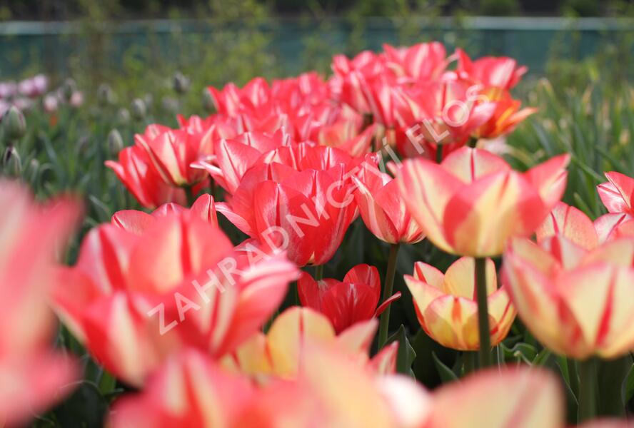 Tulipán Triumph 'Spryng Break' - Tulipa Triumph 'Spryng Break'