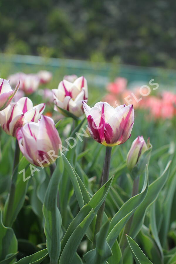 Tulipán Triumph 'Rems Favourite' - Tulipa Triumph 'Rems Favourite'