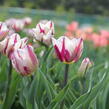 Tulipán Triumph 'Rems Favourite' - Tulipa Triumph 'Rems Favourite'