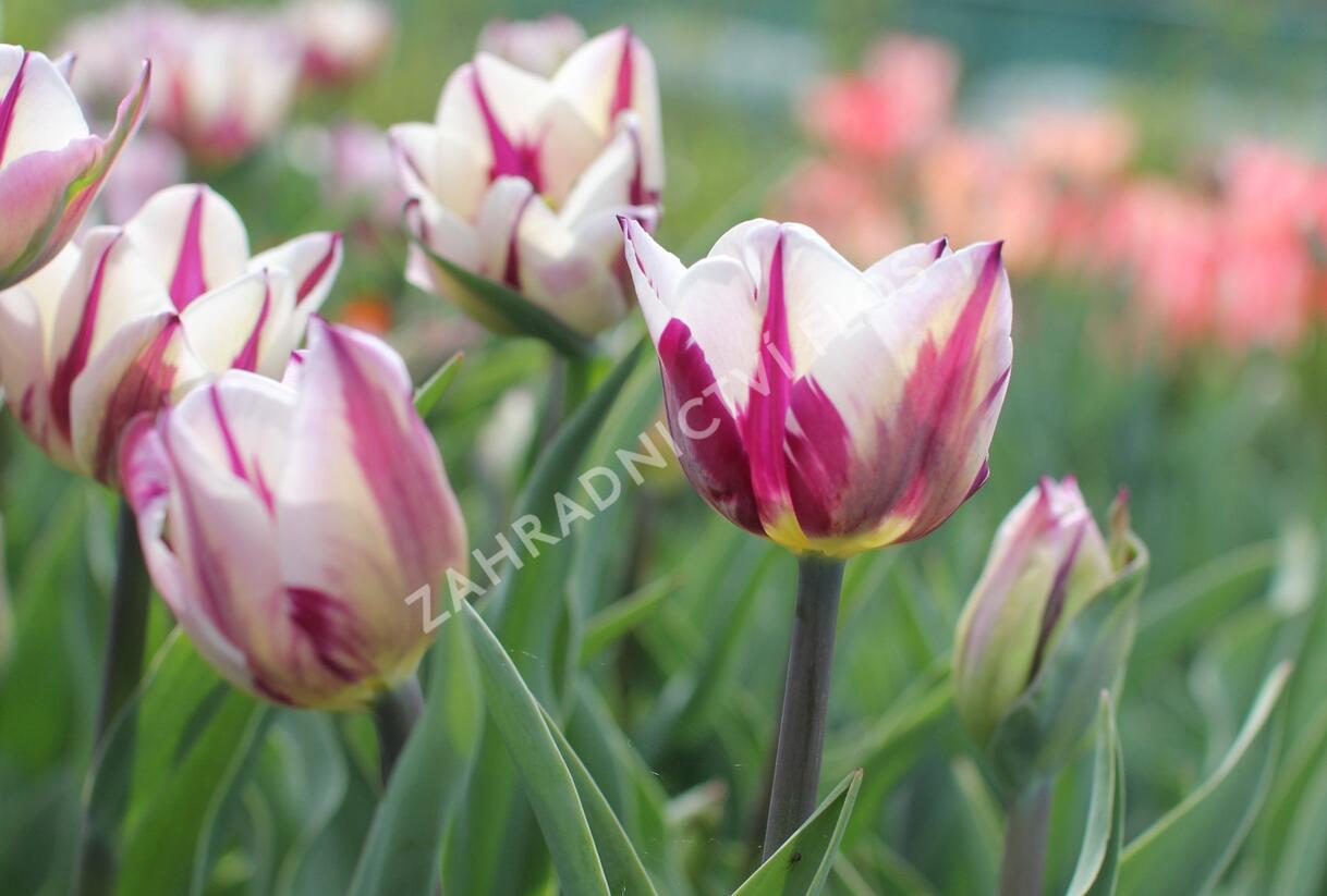 Tulipán Triumph 'Rems Favourite' - Tulipa Triumph 'Rems Favourite'