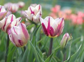 Tulipán Triumph 'Rems Favourite' - Tulipa Triumph 'Rems Favourite'