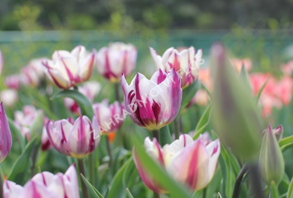 Tulipán Triumph 'Rems Favourite' - Tulipa Triumph 'Rems Favourite'