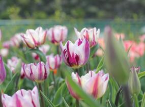 Tulipán Triumph 'Rems Favourite' - Tulipa Triumph 'Rems Favourite'