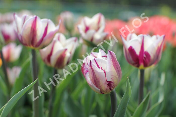 Tulipán Triumph 'Rems Favourite' - Tulipa Triumph 'Rems Favourite'