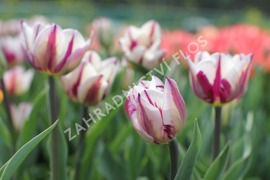 Tulipán Triumph 'Rems Favourite' - Tulipa Triumph 'Rems Favourite'
