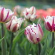 Tulipán Triumph 'Rems Favourite' - Tulipa Triumph 'Rems Favourite'