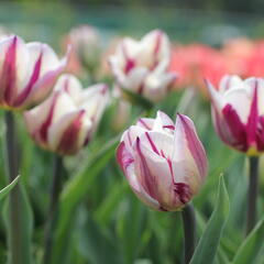 Tulipán Triumph 'Rems Favourite' - Tulipa Triumph 'Rems Favourite'