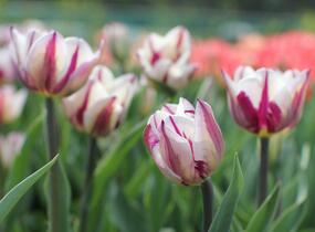 Tulipán Triumph 'Rems Favourite' - Tulipa Triumph 'Rems Favourite'