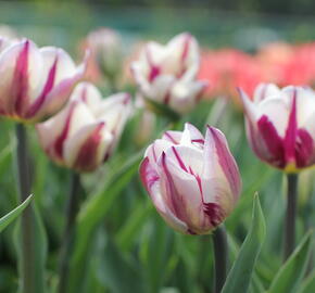 Tulipán Triumph 'Rems Favourite' - Tulipa Triumph 'Rems Favourite'
