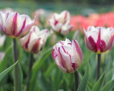Tulipán Triumph 'Rems Favourite'