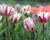 Tulipán Triumph 'Rems Favourite'