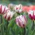 Tulipa Triumph 'Rems Favourite'.JPG