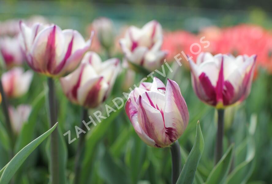 Tulipán Triumph 'Rems Favourite' - Tulipa Triumph 'Rems Favourite'