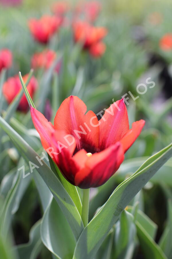 Tulipán Triumph 'Slawa' - Tulipa Triumph 'Slawa'