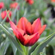 Tulipán Triumph 'Slawa' - Tulipa Triumph 'Slawa'